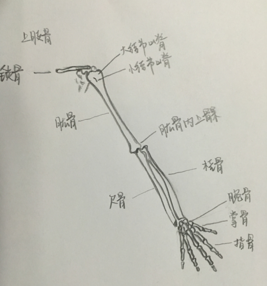 护理学基础知识:考点记忆梳理常见的四肢骨骨折