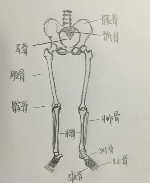 护理学基础知识:考点记忆梳理常见的四肢骨骨折